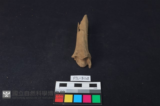 獸骨藏品圖，第2張
