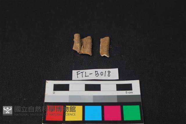 獸骨藏品圖，第2張