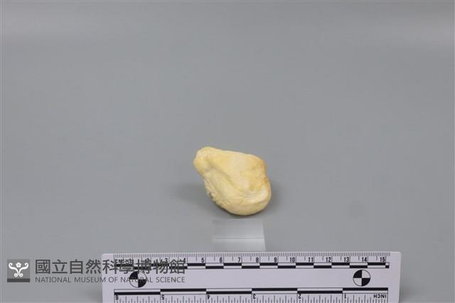 豬骨藏品圖，第2張