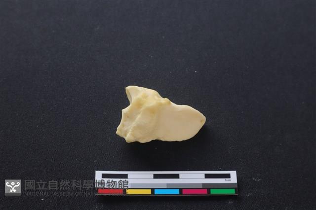 豬骨藏品圖，第2張