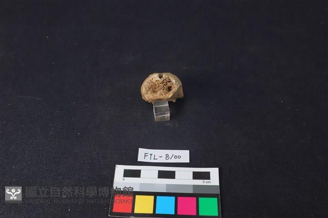 鹿骨藏品圖，第2張