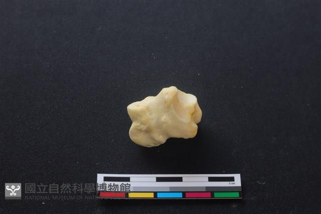 豬骨藏品圖，第2張