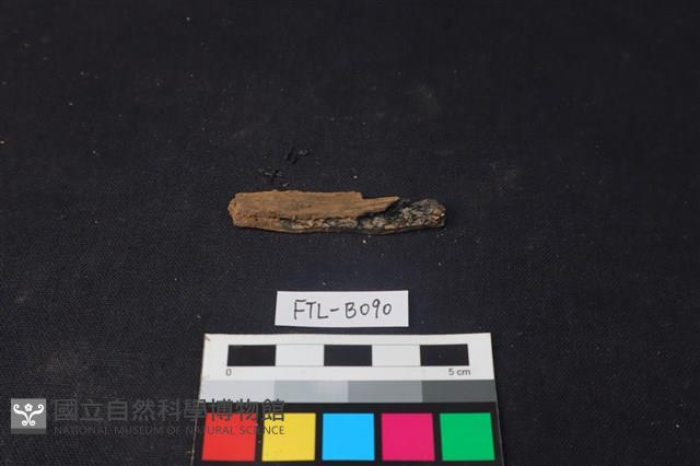 獸骨藏品圖，第2張