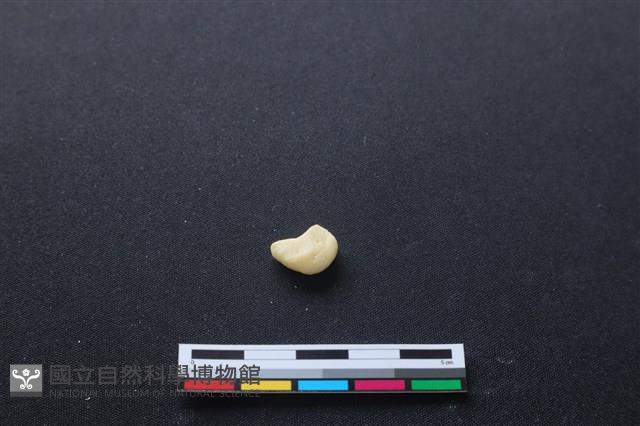豬骨藏品圖，第2張
