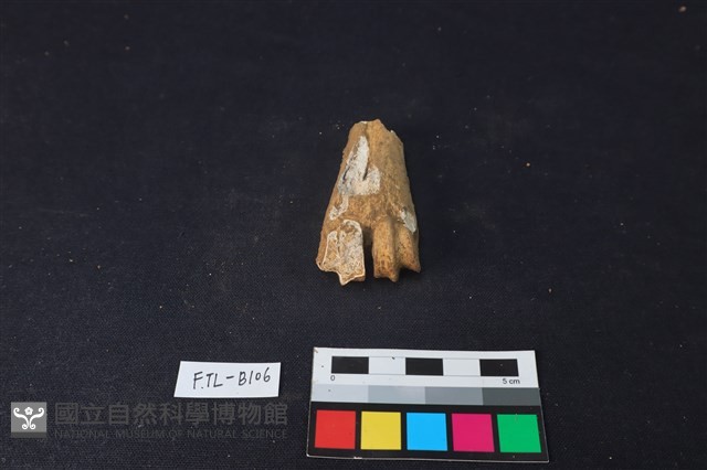鹿骨藏品圖，第2張