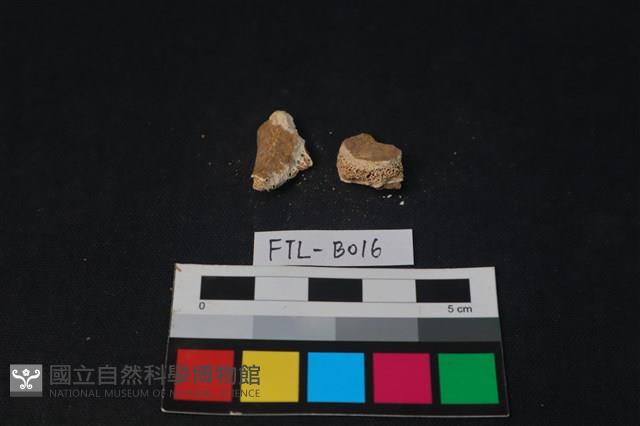 獸骨藏品圖，第2張