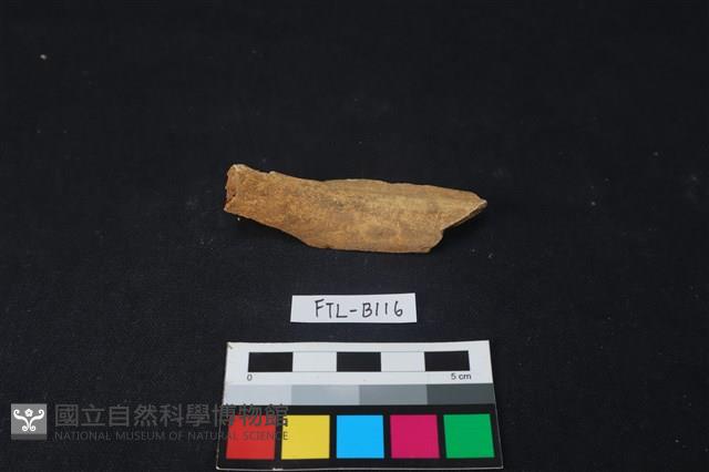 鹿骨藏品圖，第2張