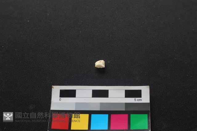 狗骨藏品圖，第2張
