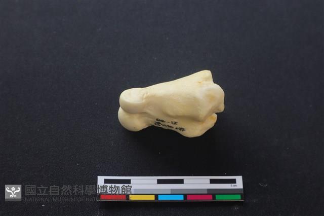 豬骨藏品圖，第2張