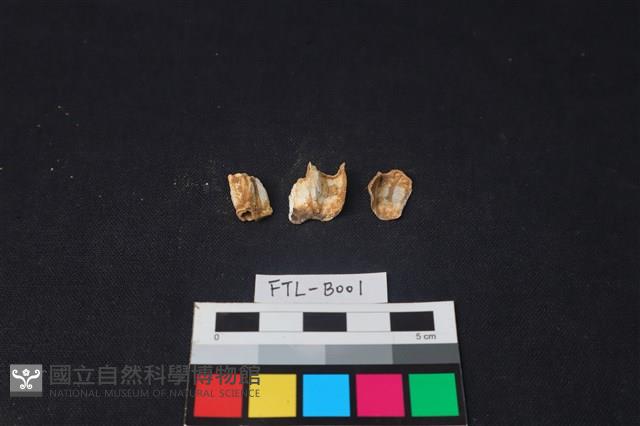 鹿骨藏品圖，第2張