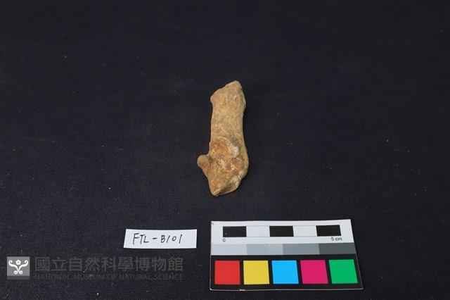 鹿骨藏品圖，第2張