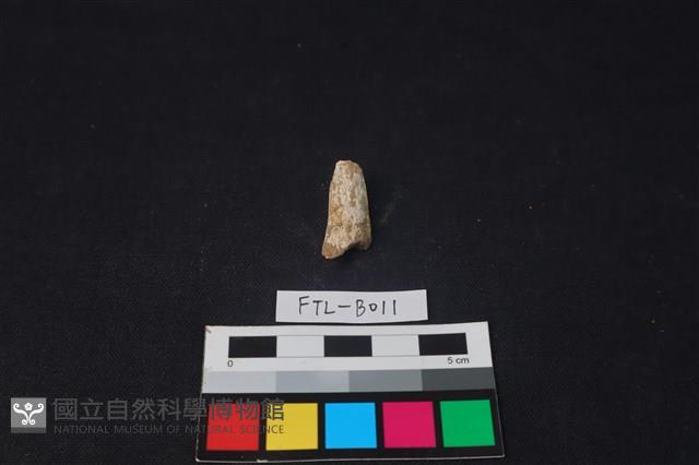 獸骨藏品圖，第2張