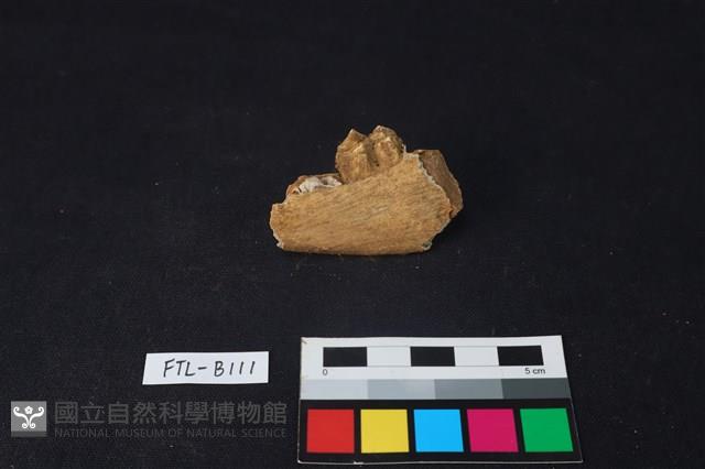 鹿骨藏品圖，第2張