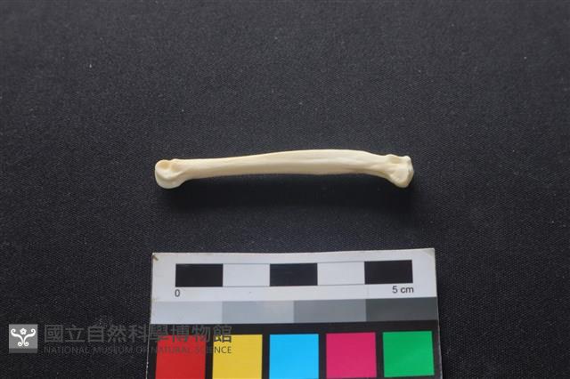 狗骨藏品圖，第2張