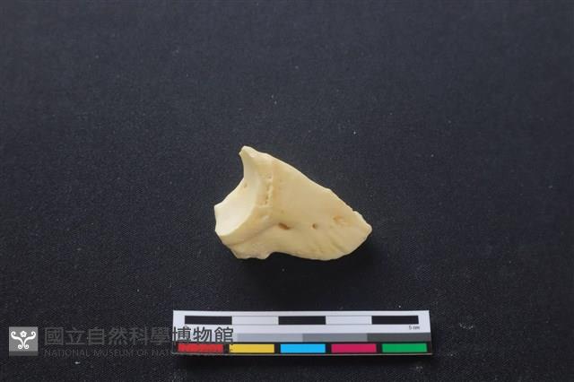 豬骨藏品圖，第2張