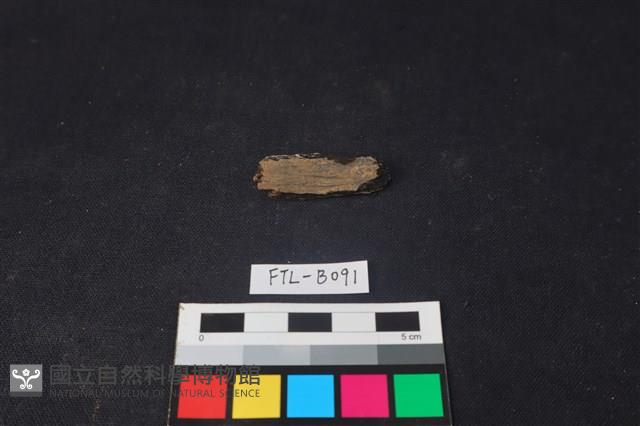 獸骨藏品圖，第2張