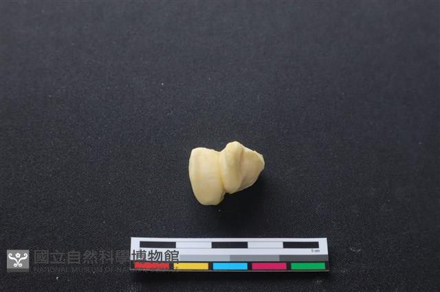 豬骨藏品圖，第2張