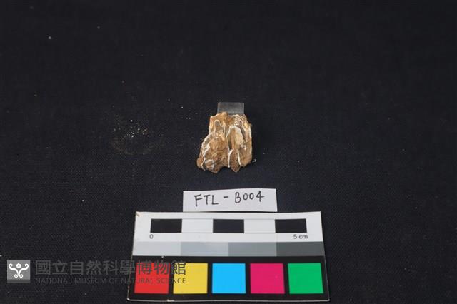 鹿骨藏品圖，第2張