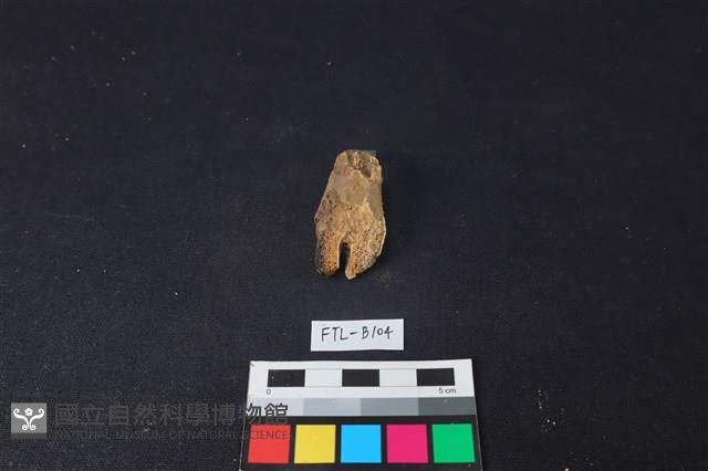 鹿骨藏品圖，第2張