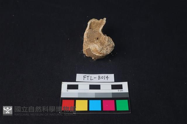 獸骨藏品圖，第2張