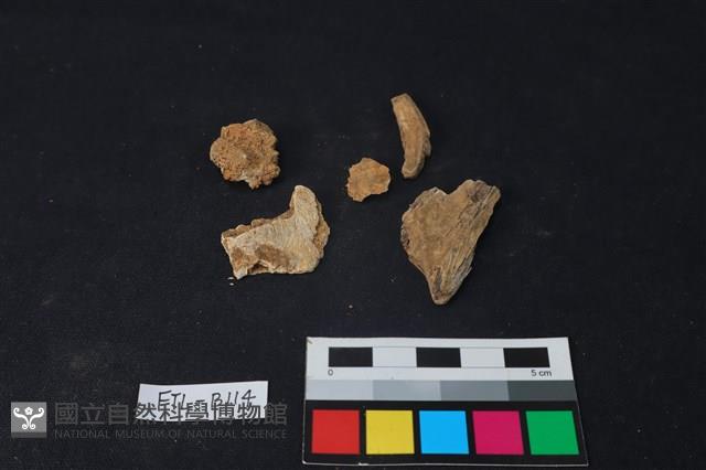 獸骨藏品圖，第2張