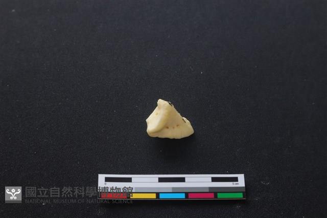 豬骨藏品圖，第2張