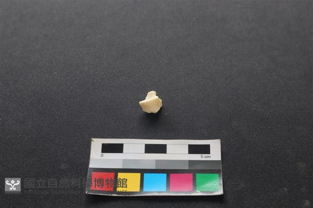 狗骨藏品圖，第2張