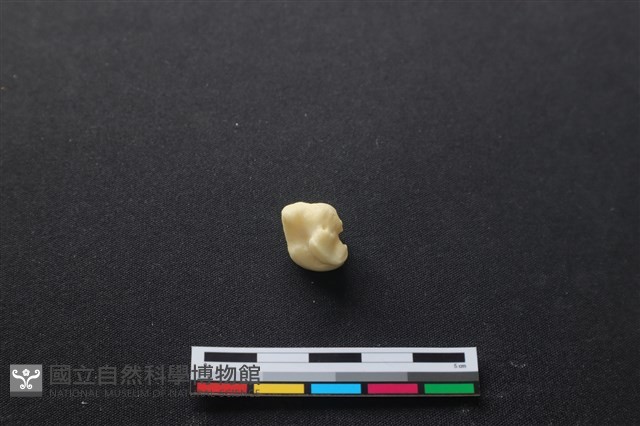 豬骨藏品圖，第2張