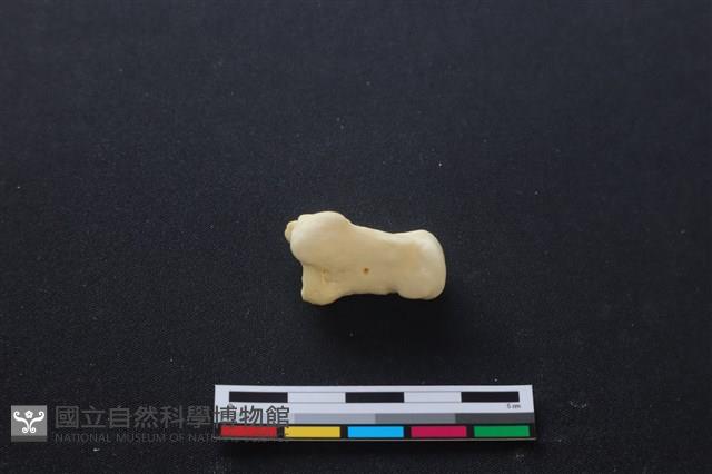 豬骨藏品圖，第2張