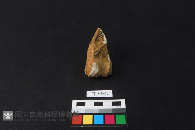 鹿骨藏品圖，第2張