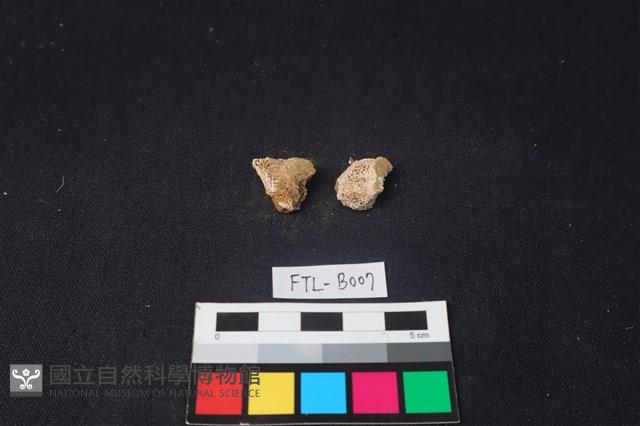 獸骨藏品圖，第2張