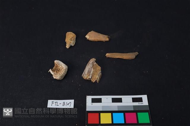 獸骨藏品圖，第2張