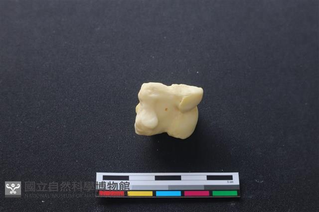 豬骨藏品圖，第2張