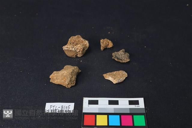 獸骨藏品圖，第2張