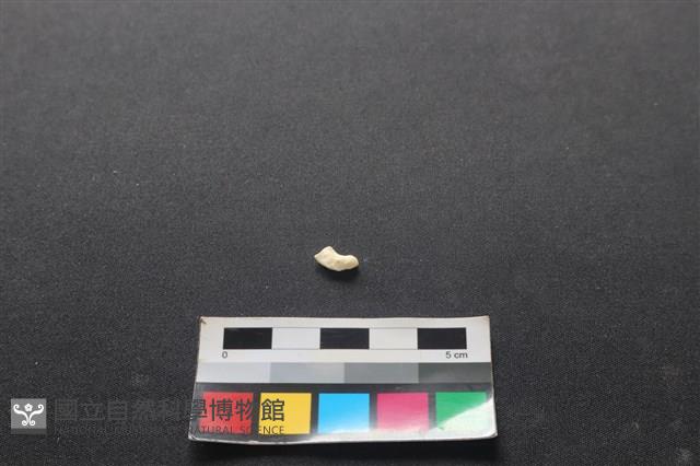 狗骨藏品圖，第2張