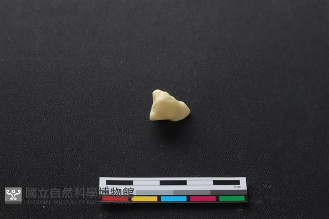 豬骨藏品圖，第2張