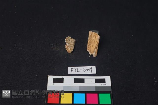 獸骨藏品圖，第2張