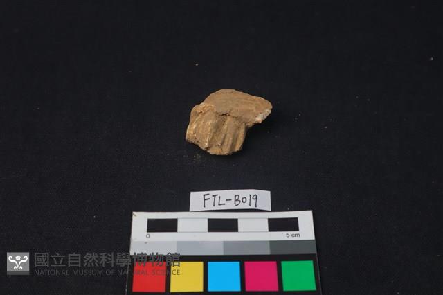 獸骨藏品圖，第2張