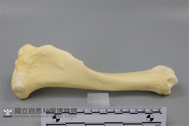 豬骨藏品圖，第2張