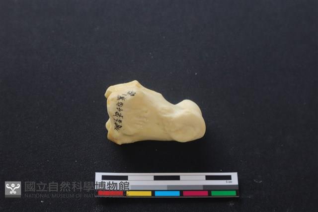 豬骨藏品圖，第2張