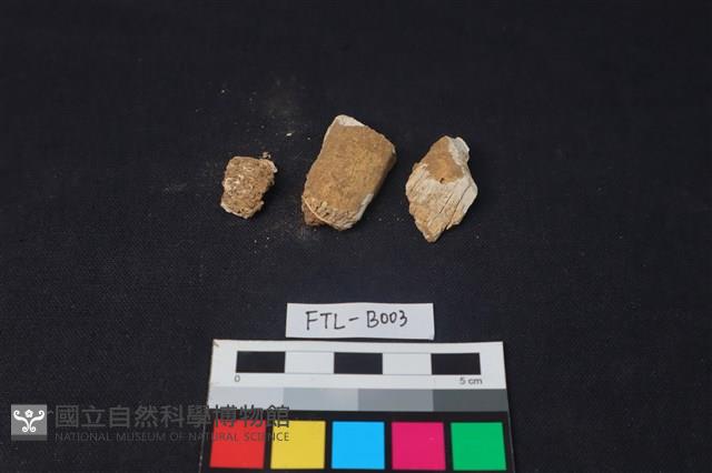 獸骨藏品圖，第2張