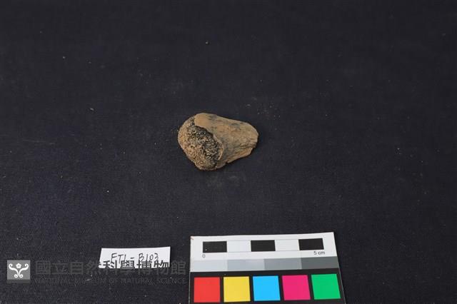 獸骨藏品圖，第2張