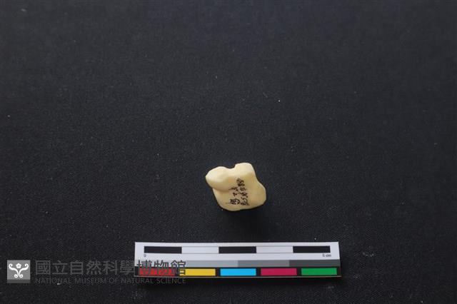 豬骨藏品圖，第2張