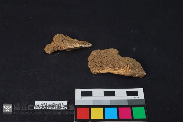 獸骨藏品圖，第2張