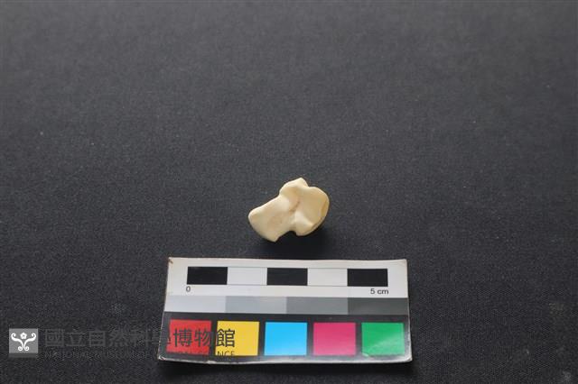 狗骨藏品圖，第2張