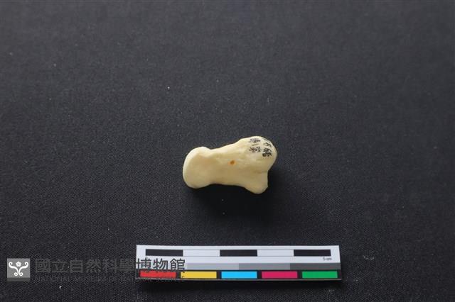 豬骨藏品圖，第2張