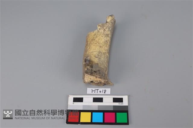 獸骨藏品圖，第1張