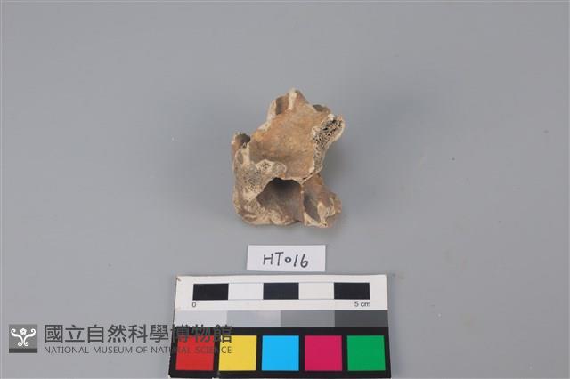 獸骨藏品圖，第1張