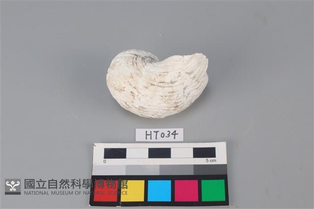 獸骨藏品圖，第1張