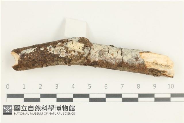 登錄號:F0029498藏品圖，第1張